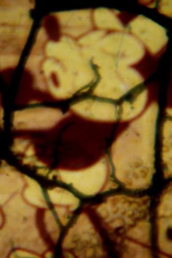 Steamboat Willie (( Pt ii )) poster